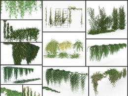 15株景观爬藤藤蔓植物