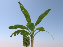 香蕉树Bananas Tree