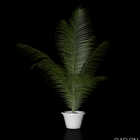 C4D植物模型：凤尾竹 Fengweizhu