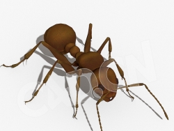 19个蚂蚁动画C4D模型（含绑定动画） Ari