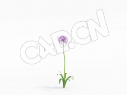 C4D大花葱高葱模型 Allium_D