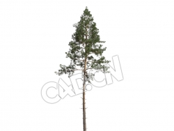 C4D欧洲赤松樟子松松树模型 Pinus syvestris 3d model
