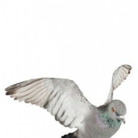 鸽子3D模型 Pigeons 3D models