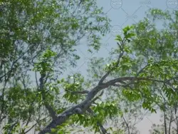51集C4D森林插件 Forester 完整教程