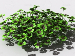 酸浆草酸酸草斑鸠酸三叶酸酸咪咪钩钩草植物C4D模型 oxalis-c3