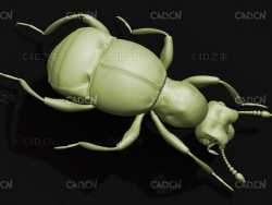 蚁甲 昆虫甲虫C4D模型 Pselaphid beetle