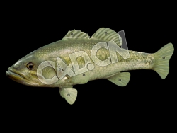 C4D大口黑鲈鱼模型 Model 67A Largemouth Bass