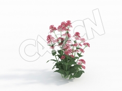 C4D缬草鹿子草模型 Centranthus_E