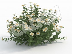 C4D白色百日草百日菊花卉模型 Zinnia_J