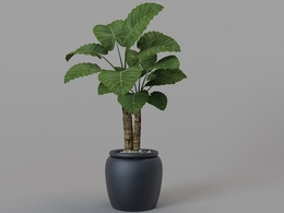 海芋 滴水观音 园林植物C4D模型 Alocasia macrorrhiza 3d model