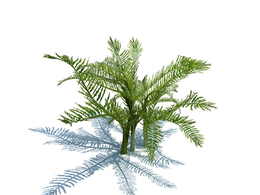 针果芹植物杂草模型下载Scandix pecten-veneris L v1