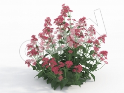 C4D甘松缬草花卉模型 Centranthus_I