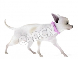 行走的吉娃娃犬C4D模型