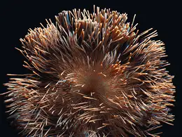C4D实用工程第273季：外星抽象毛球生物C4D工程文件 c4d project