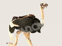 C4D鸵鸟跑步模型（包含骨骼绑定动画) Ostrich_Run_F 3D Model