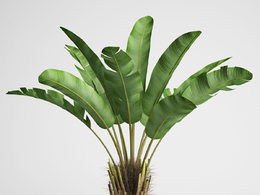 [MAX]热带海滩植物3D模型 CGAxis Models Volume 15 – Exotic plants
