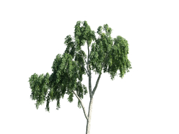 景观树木：桦皮树三维模型plant-17