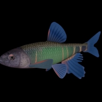 海洋鱼模型：淡水鱼3D模型 Fresh Water Minnow