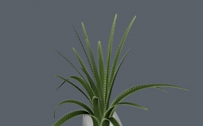 芦荟盆景C4D模型 Aloe vera