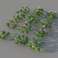 花草植物：三叶草C4D模型 clover 3dmodel
