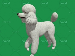 贵宾犬C4D动画模型Poodle Dog