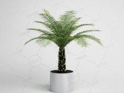 刺葵树铁树棕榈树盆栽景观植物模型下载