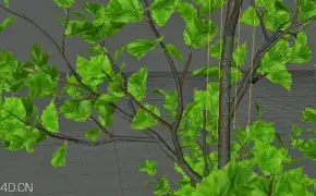 C4D树木生长教程 Animating Tree Growth using Xfrog