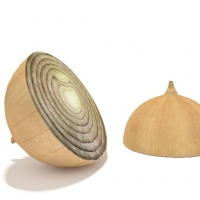 洋葱C4D模型 onion half 001