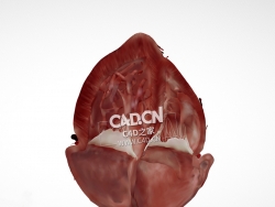 心脏解剖肋下4腔C4D模型 Cardiac Anatomy-Other Half Subcostal 4 Chamber
