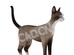 雪鞋猫宠物猫C4D模型