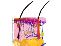 皮肤解剖皮肤组织C4D模型下载 Anatomie van de huid