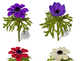 银莲花海葵罂粟C4D模型 Anemone coronaria Poppy Anemone C4D