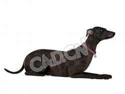爬着的普罗特猎犬C4D模型