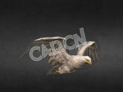C4D飞翔的老鹰绑定动画模型 White Eagle Animation Fast Fly 1