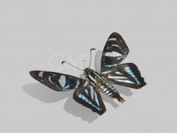 蝴蝶 Jemadia suekentonmiller Grishin,2014