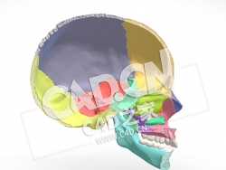 C4D人颅骨和下颌骨矢状切面模型1 Sagittal cut of the human cranium and mandible-1