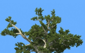 松树3D模型合集 R&D Group – iTrees vol.5 Pine Trees