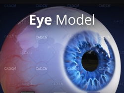 眼球3D模型 Eye Models(ZTL/OBJ)
