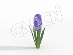 C4D蓝色代夫特风信子花卉模型 Hyacinthus_A