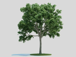 榆树 景观树 春榆 白榆 大树C4D模型 Ulmus 3d model