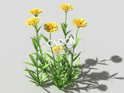 黄色野菊花花卉植物C4D模型 common-flower-c1 3d model