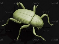 西印度甘薯象甲 昆虫甲虫C4D模型 Euscepes postfasciatus