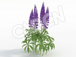 C4D蓝紫色鲁冰花羽扇豆花卉模型 Lupinus_I