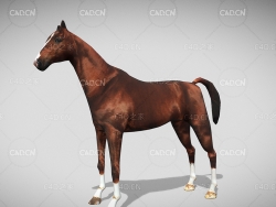C4D棕色马匹低模hourse