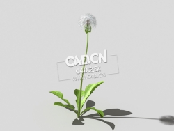 雪白的成熟蒲公英植物C4D模型 dandelion-a5 3d model