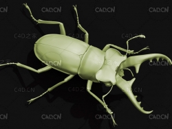 鹿角甲虫 昆虫甲虫C4D模型 Miyama Stag Beetle