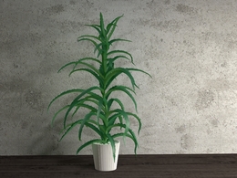 芦荟盆景植物C4D模型 Aloe