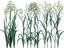 燕麦C4D模型 Oats 3d model