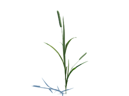 猫尾草梯牧草植物杂草模型下载Phleum pratense L v1