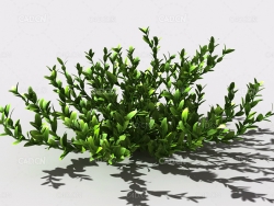 结缕草锥子草延地青植物C4D模型 knotgrass-d